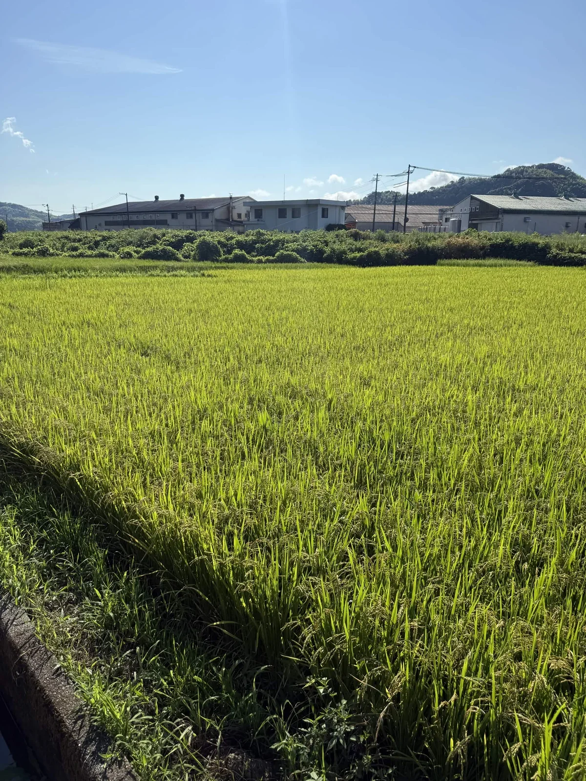 已经结出不少果实了呢