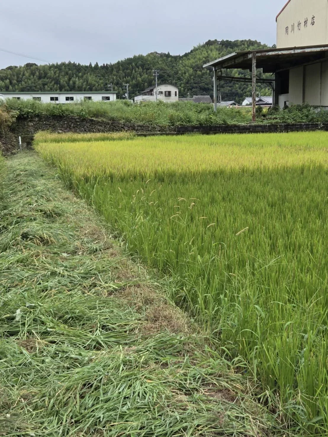 田埂也被修剪得很干净，准备工作逐步完成了☺️