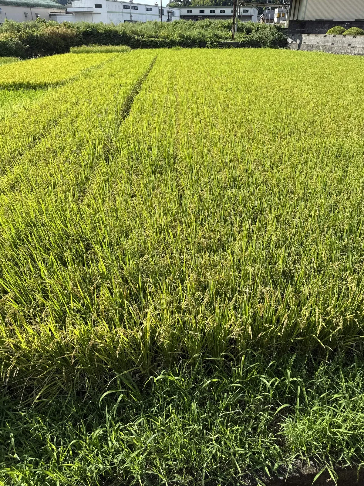 四国地区降雨量如此稀少，以至于实施了取水限制措施☂️