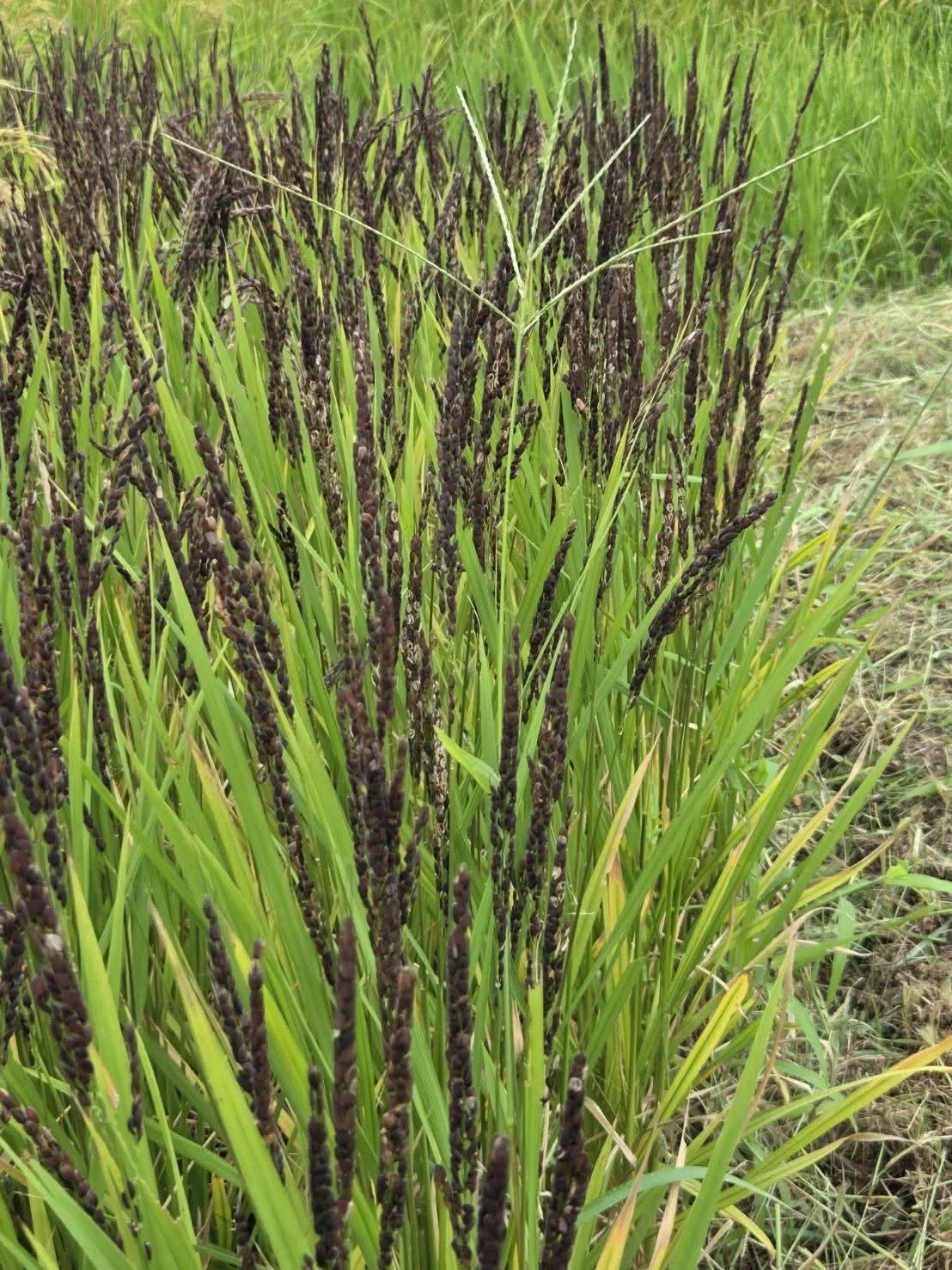 虽然下过大雨，但我们依然精神焕发、生机勃勃！